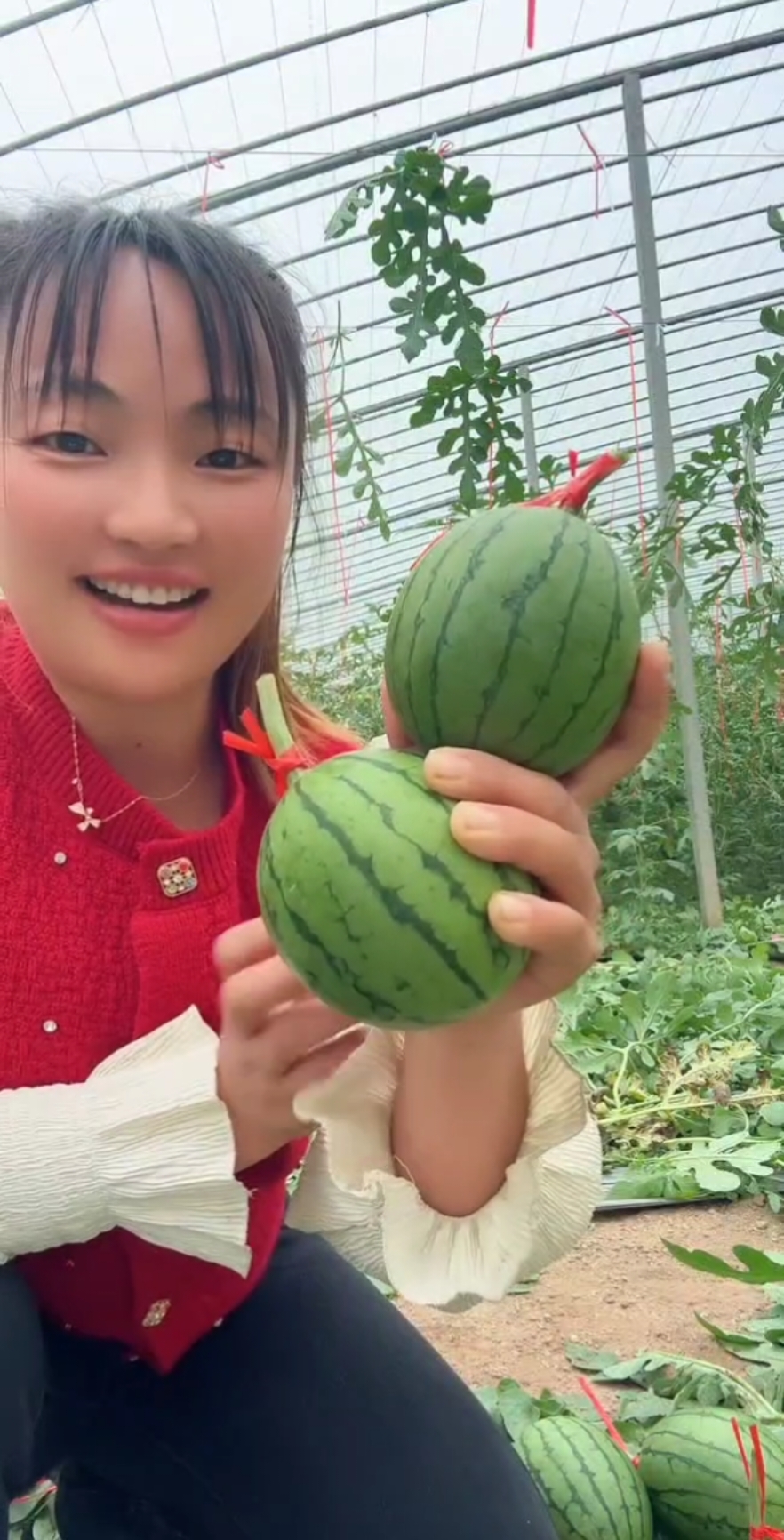 Watermelon 🍉 farming enjoy eating so sweet at farm 😋 #fresh #watermelon #harvest #nature #satisfying #tasting 