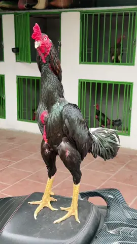 Kình kịch.. 80% lông chào mừng e trở lại#?gachoivietnam❤️❤️❤️ #?gachoivietnam🐓🐓🐓 #gadonvietnam #?gachoii❤️❤️ 