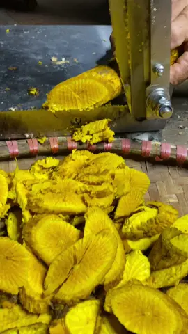 Cây hoàng đằng #xuhuong #caycomau #tiktokindia #cayhoangdang 