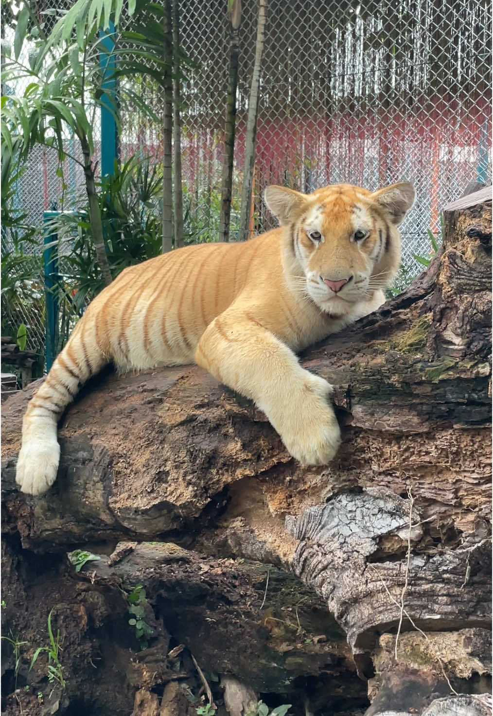 #Sud_Khet #น้องสุดเขต #tiger #cutetiger #cute #goldentabby #goldentiger #flypシ #เสือ #น่ารัก #แมวส้ม #bigcat #zoo #Felidae_เฟลิดส์ 