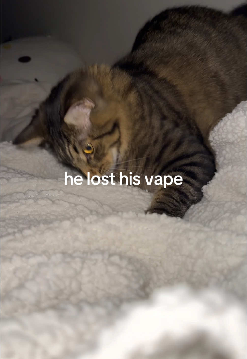 #vape #losthisvape #kitten #meow 