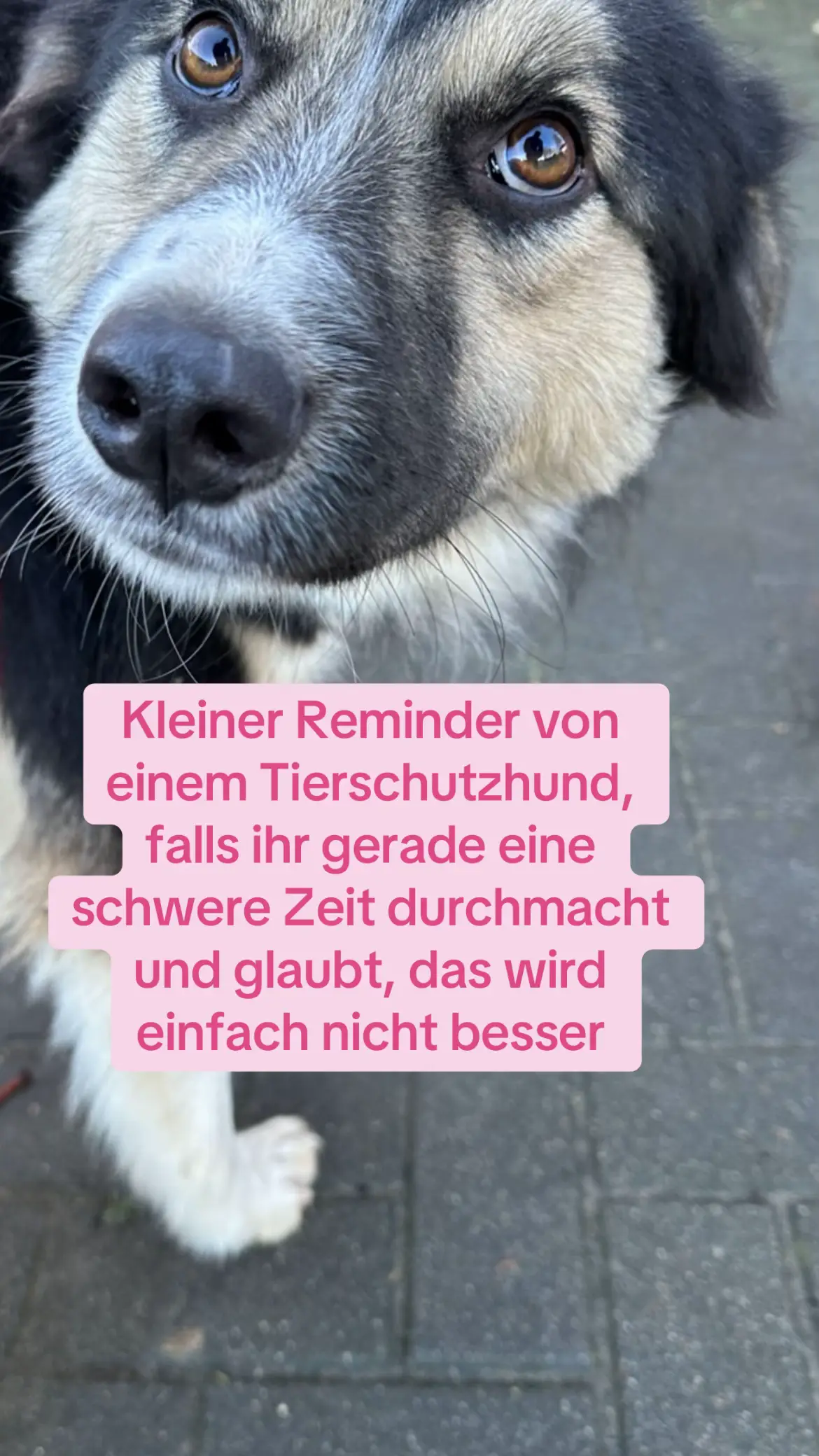 Wir glauben an euch❤️ #reminder#entwicklung#veränderung#wachstum#psychologie#psychotherapie#hund#therapiebegleithund