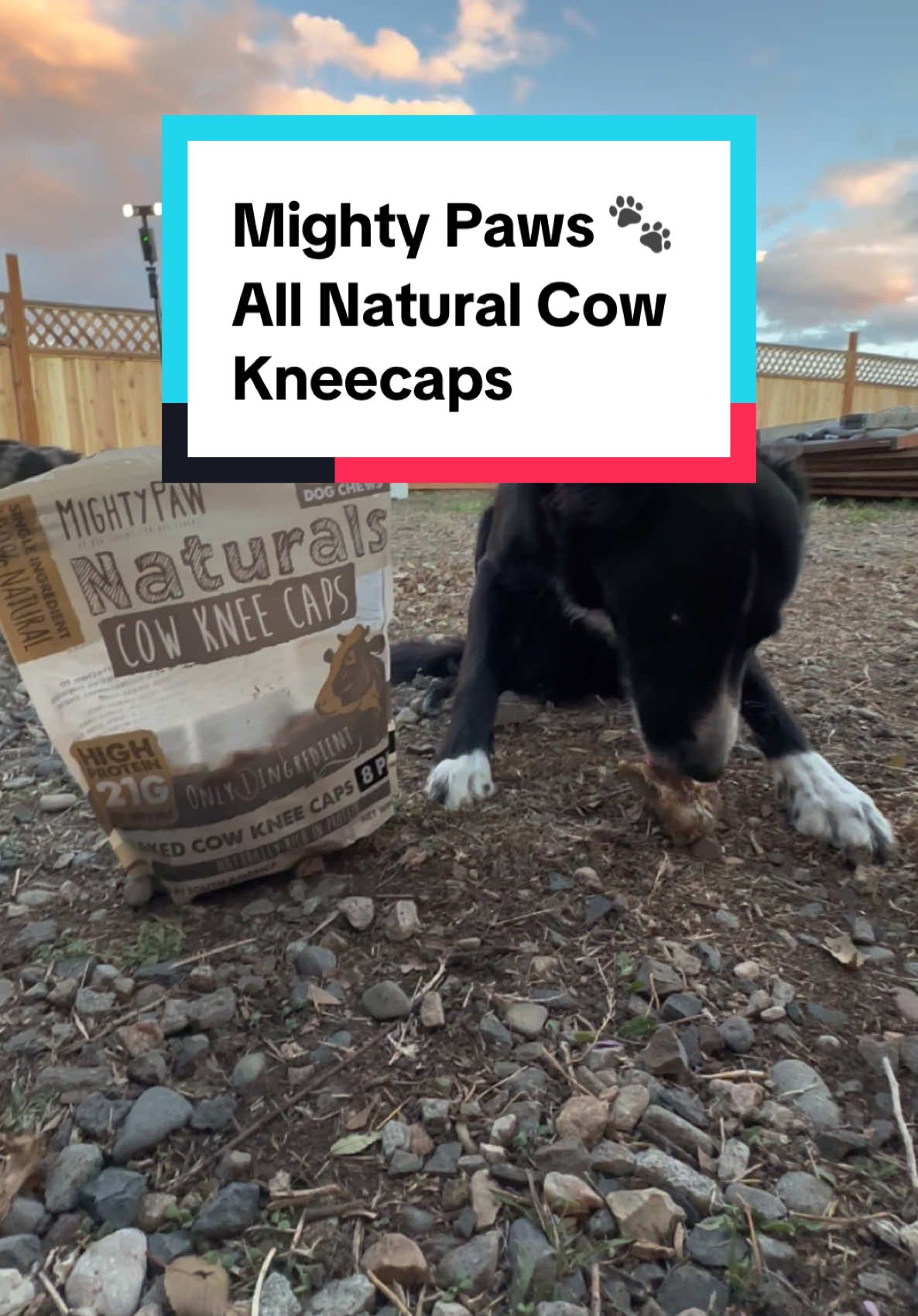 TREAT YOUR DOG!!  Treat your furry friend to a tail-wagging experience with Mighty Paw Naturals Cow Kneecap Chews! Crafted from 100% natural cow kneecaps, these single-ingredient chews offer a healthy and delicious snack for your dog. Deliciously Meaty: These meaty chews are sure to become your dog's new favorite, providing a satisfying chewing experience. Healthy and Natural: Made from high-quality cow kneecaps, our chews are free from artificial additives and chemicals, ensuring a wholesome treat for your pup. Elevated Chewing Experience: The meat attached to the kneecaps enhances chewing enjoyment, while the kneecaps themselves can be used as recreational chew bones for prolonged entertainment. Grain-Free and Gluten-Free: Sourced from grass-fed, free-range cattle, our cow kneecaps are grain-free, gluten-free, lactose-free, and chemical-free, offering a guilt-free snacking experience. Perfect for Allergies: Ideal for dogs with various allergies, our cow kneecaps are a safe and healthy option, providing nutritious goodness without common allergens. Nutritious and Delicious: With 30% crude protein and 3% fat, our cow kneecap chews support your dog's overall health and well-being, ensuring they receive a nutritious and tasty treat. #dog #doglover #dogsoftiktok #dogsnack #puppy #teether