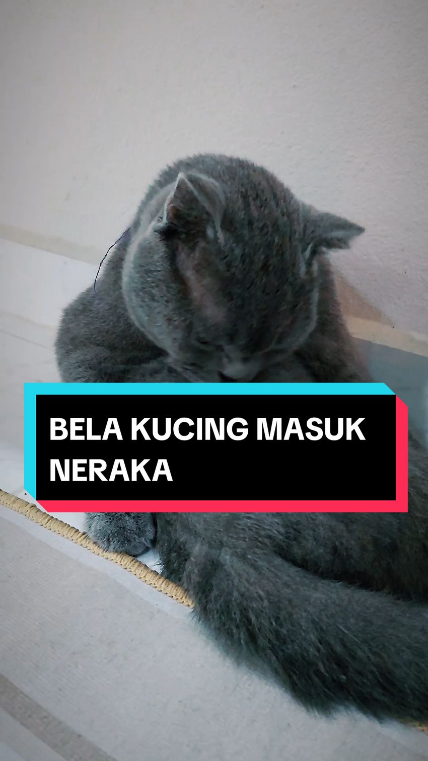 Bela kucing masuk Neraka