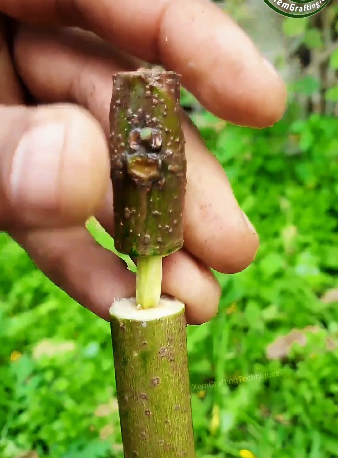 easy grafting fig