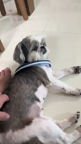 🐶🐶