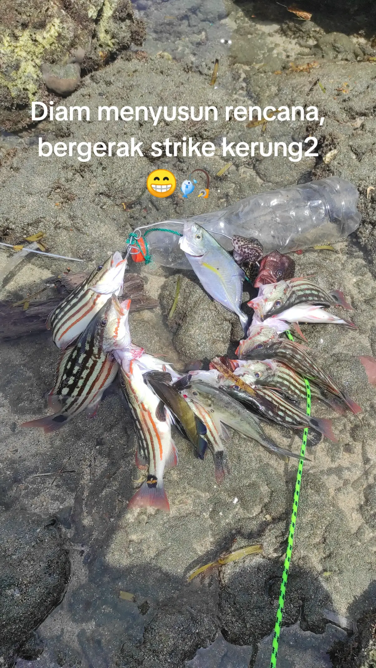 hanya kerung2 kasiang😅#bluefin #mancing #castingkarangdangkal #castingkotapalu #castingpinggiran #castingfishing🎣 #fishing #kerapu #capung702 #casting #minnowaltron #fish 