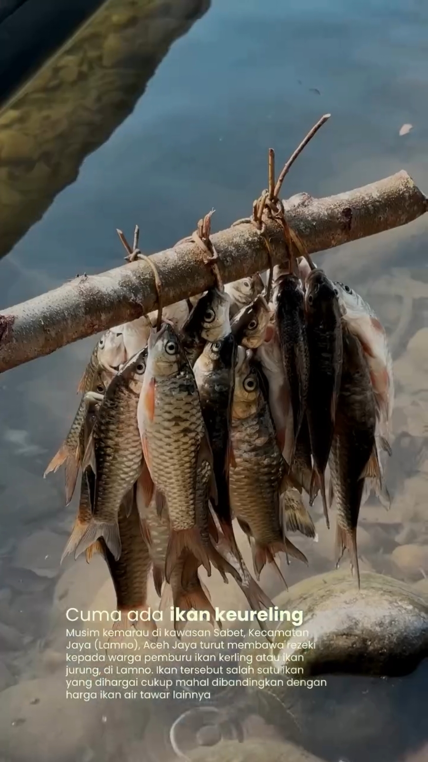 udah pernah nyobain gimana rasa ikan kerlieng?  credit : cangkoyok #WL #wisatalamno #vibesalam #wisataacehjaya #lamno #pesonaindonesia #wisataindonesia #wisataindonesia #maulid #tradisional #green #kerlieng  #nature 