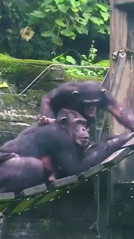 monkeys romance  #monkey #monkeyfunny #monkeymemes #monkees #foryou #viral #mating 