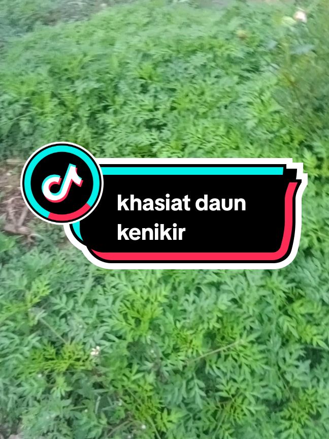 khasiat daun kenikir #daunkenikir #daun #sayur #benihtanaman #tanaman #benihseribuan #kenikir 