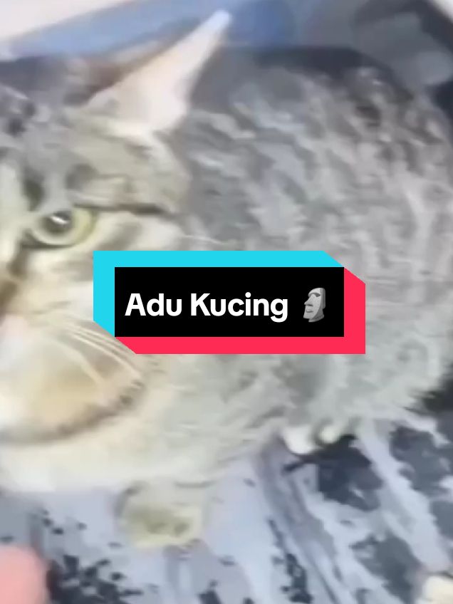 Adu Kucing Bejir🗿#car #cat #meme #dubbing #voice #absurd #akulananglohmas #venom #venomofficial #batuofficial #anime 