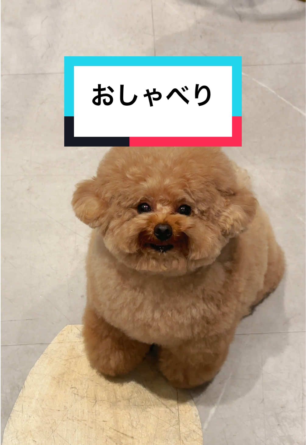 最近のむぎたん🧸 #トイプードル #おしゃべり #あざとい #愛犬 #おすすめ