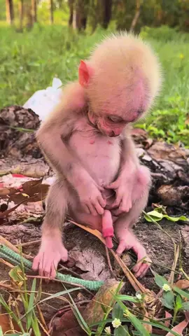 The funny baby monkey #monkey #monkeysoftiktok #monkeys #monkeybaby #babymonkey #monkeyface #cute #cutemonkey #cuteanimals #poor #viralvideo #rescue #fyp #stuck #pet #usa🇺🇸 #animals 
