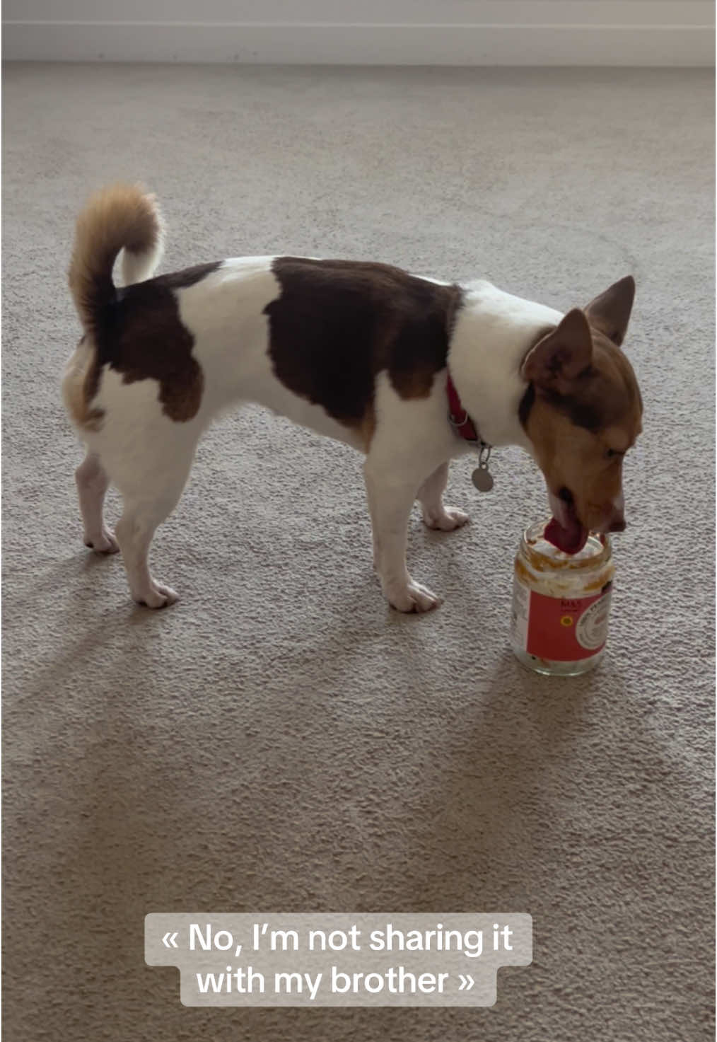 « No, not sharing this with my brother 😂 » #jrt #jackrussell #labrador #peanutbutter #dogpeanutbutter #jackrussellterrier 