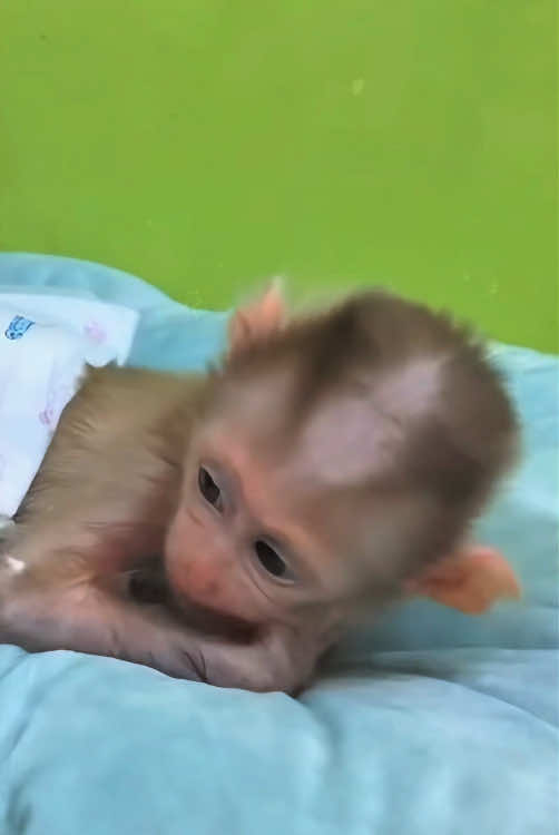 The poor baby monkey #monkey #monkeys #monkeydluffy #babymonkey #cute #cutemonkey #wildlife #usa #monkeyface #wildanimals #animals #pet #foryou #cuteanimals #monkeybaby #monkeylover #poor #babyanimals #adorable #viral 