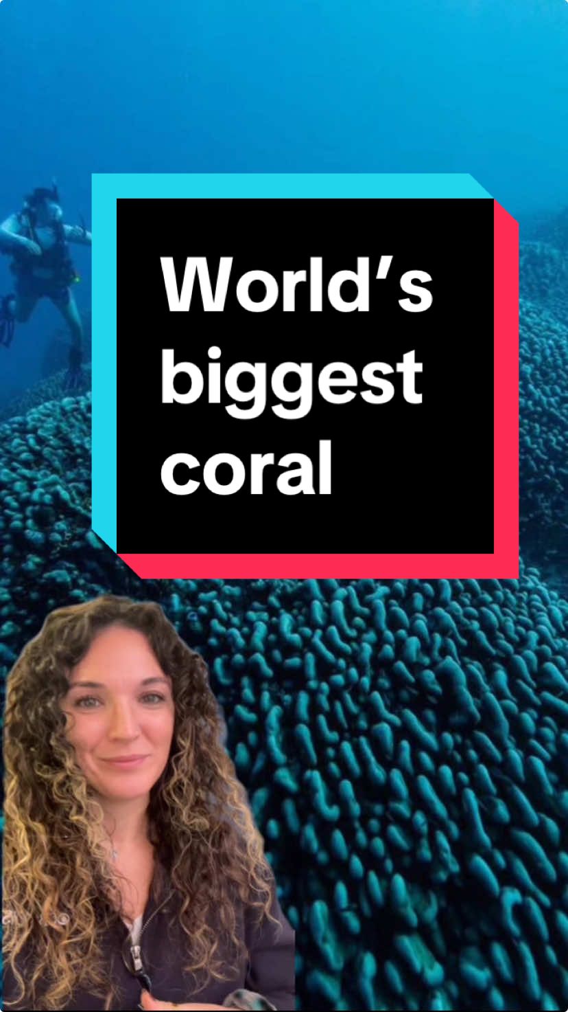 Scientists have found the world’s biggest coral — and it’s so massive it outsizes Earth’s largest animal and may even be visible from space. #coral #ocean #oceanscience #solomonislands #marinebiology #marinelife #marinescience 