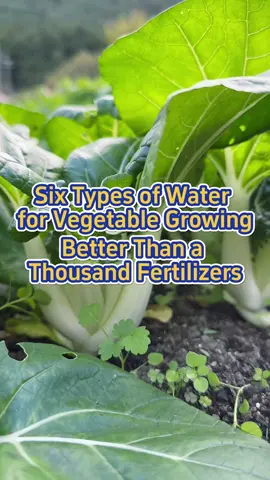 #garden #gardening #planting #farming #vegetables #vegetablegarden #fertilizer #gardeningtips #gardening101 #gardeninghacks #watering #agriculture 