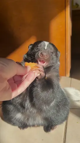 From the second I pop my eyes open in the morning, before I have my coffee, before I have a bite to eat, Mr. Jimothy Jam Jar demands I hand feed him breakfast. Welcome to our morning routine. #skunk #jamjar #rescue #thehappiestfox #wildlife #jimothy #skunksofinstagram