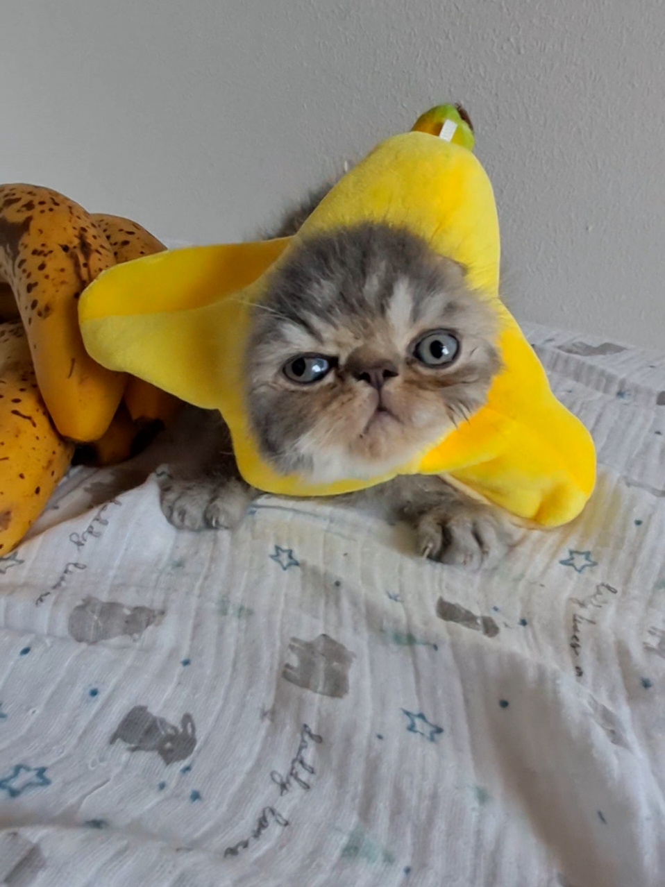 🍌🍌🍌 #kittenlovers #cutekitten #cutekitty #banana #lookoftheday #wistiti 