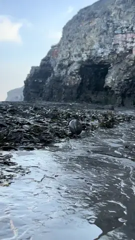 Here is a suspicious golden rock that we found on a recent fossil hunting beach walk! We opened the nodule up with our hammer! 🏝🌊 The surrounding shale is softer than the nodule and is easily broken away. Inside the nodule, some beautiful golden and calcitic eleganticeras ammonites from the Jurassic 😍🦑 These ammonites are around 185 Million Years Old 💀🏝 Thank you for supporting our page! 🐊 #natural #nature #fossil #fossils #ancient #animals #art #ammonite #ammonites #dinosaur #scientist  #minerals #paleontology #whitby #geologist #dorset #geology #charmouth #jurassic #yorkshire #beach #coast #sea #water #squid #fyp