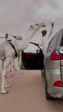 #اكسبلور        #عين_الغزال😌👊 