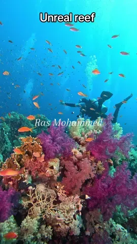 Even better than in an aquarium, an unreal yet natural setting 🤩 Let's protect this incredible nature!   Ras Mohammed National Park, near Sharm El Sheikh, is a diving site renowned for its exceptional marine biodiversity and crystal-clear waters. It's home to colorful corals, tropical fish, rays, dolphins and sharks. The area is ideal for diving and snorkeling, attracting divers from all over the world every year. ———————————————————————— Encore mieux que dans un aquarium, un décor irréel et pourtant bien naturel 🤩 Protégeons cette nature incroyable !  Le parc national de Ras Mohammed, près de Sharm El Sheikh, est un site de plongée réputé pour sa biodiversité marine exceptionnelle et ses eaux cristallines. Il abrite des coraux colorés, des poissons tropicaux, des raies, des dauphins et des requins. Ce lieu est idéal pour la plongée et le snorkeling, attirant chaque année des plongeurs du monde entier. 📍Ras Mohamed National Park, Sharm El Sheikh, Egypt 🇪🇬  📸 with @gopro 12 🤿 with @storydivers #scubadiving #scubadivinglife #diving #underwater #underwatervideo #underwatervideography #underwaterphotography #oceanlover #nature #plongee #viemarine #foryou #traveltiktok #underwatertiktok #scubadivingaddicts #💙💙💙