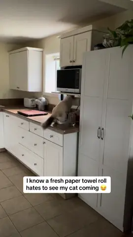 Love this for us #ragdollcatsquad #catlife #lifewithcatsbelike 