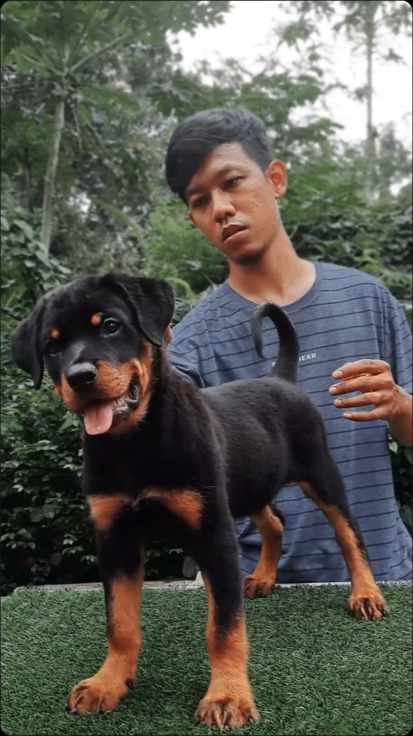 Rottweiler adalah anjing yang memancarkan kekuatan, kepercayaan diri, dan ketangguhan. Dengan tubuh yang berotot dan proporsional, mereka memiliki penampilan yang gagah dan penuh wibawa. Bulunya yang pendek dan mengilap didominasi warna hitam dengan tanda cokelat khas di area wajah, dada, dan kaki, menambah kesan elegan pada penampilannya. Rottweiler dikenal sebagai anjing penjaga yang sangat setia dan protektif terhadap keluarganya. Mereka cerdas, mudah dilatih, dan memiliki naluri alami untuk melindungi, menjadikannya teman yang andal sekaligus penjaga rumah yang waspada. Meskipun sering dianggap serius, Rottweiler sebenarnya memiliki sisi penyayang dan ceria, terutama saat berinteraksi dengan pemiliknya. Dengan perawatan yang tepat, pelatihan konsisten, dan kasih sayang, Rottweiler akan menjadi sahabat yang luar biasa—penuh dedikasi, keberanian, dan kasih sayang tanpa batas. Cocok bagi pemilik yang mampu memimpin dengan tegas namun penuh kelembutan. Mau Rottweiler? Kontak di Njegug Jaya! #rottweilerindonesia #jualrottweiler  #anjingrottweiler #rottweilerpuppy 