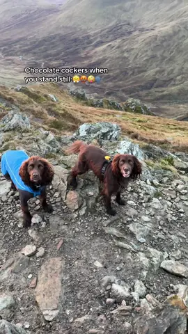 NO PEACE. ONLY VOLUME. 👹 Tbf Spen also howls 🤭 but Henry is the best boy @somewhere wilder 🥹 #spaniels #Hiking #Scotland #funnydogs #munros #cockerspaniels