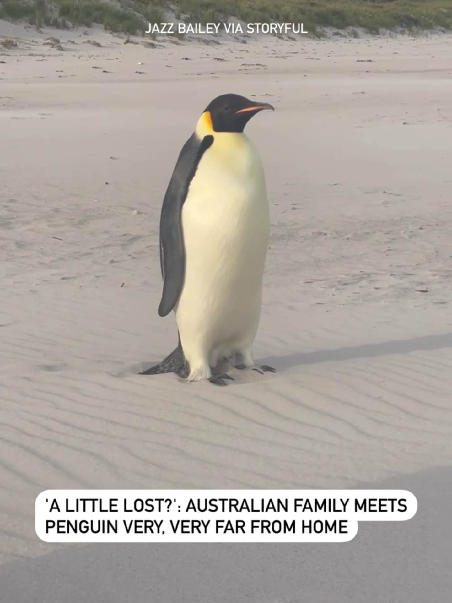 An Australian family had an unusual encounter at the beach recently, when they came across an emperor penguin that was a very long way from its home in Antarctica. According to the ABC, the penguin had traveled some 3,400 kilometers (2,100 miles) from Antarctica to the beach in Denmark, Western Australia. It was the northernmost sighting of the species ever recorded - to the bafflement of scientists. Jazz Bailey, who recorded her family’s encounter with the bird, told Storyful that a friend of hers first spotted the penguin, and then she and her children decided to head to Ocean Beach to see if they could find it. “Off we went to see if we were lucky enough to meet the special visitor. Sure enough, there it was just waddling along the sand, seeming a little lost but so very chill and inquisitive of us,” Bailey wrote on Facebook. “The interaction was breathtaking and surreal. I can’t even imagine the journey it had been on,” she said. Australian media reported that the penguin, named Gus, is now being looked after by Carol Biddulph, a registered wildlife carer. #news #australia #penguin