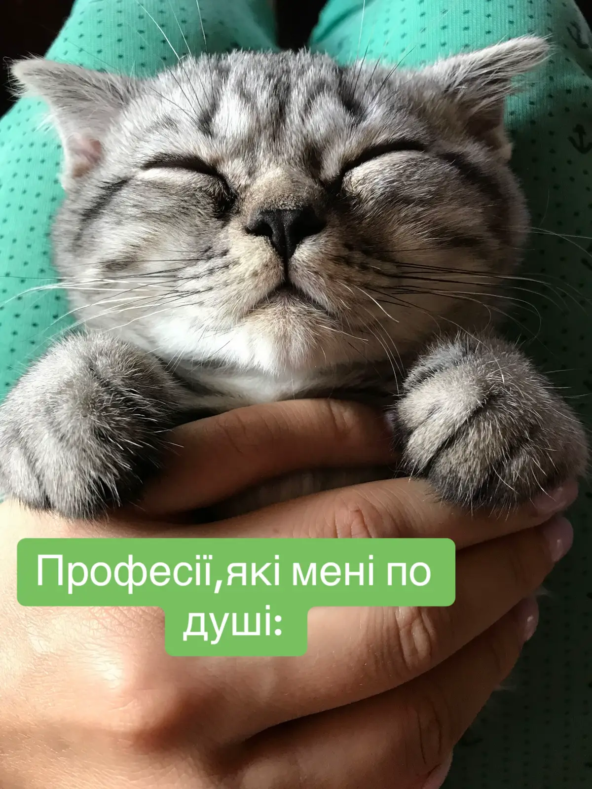 Кіт Тимофій 😸