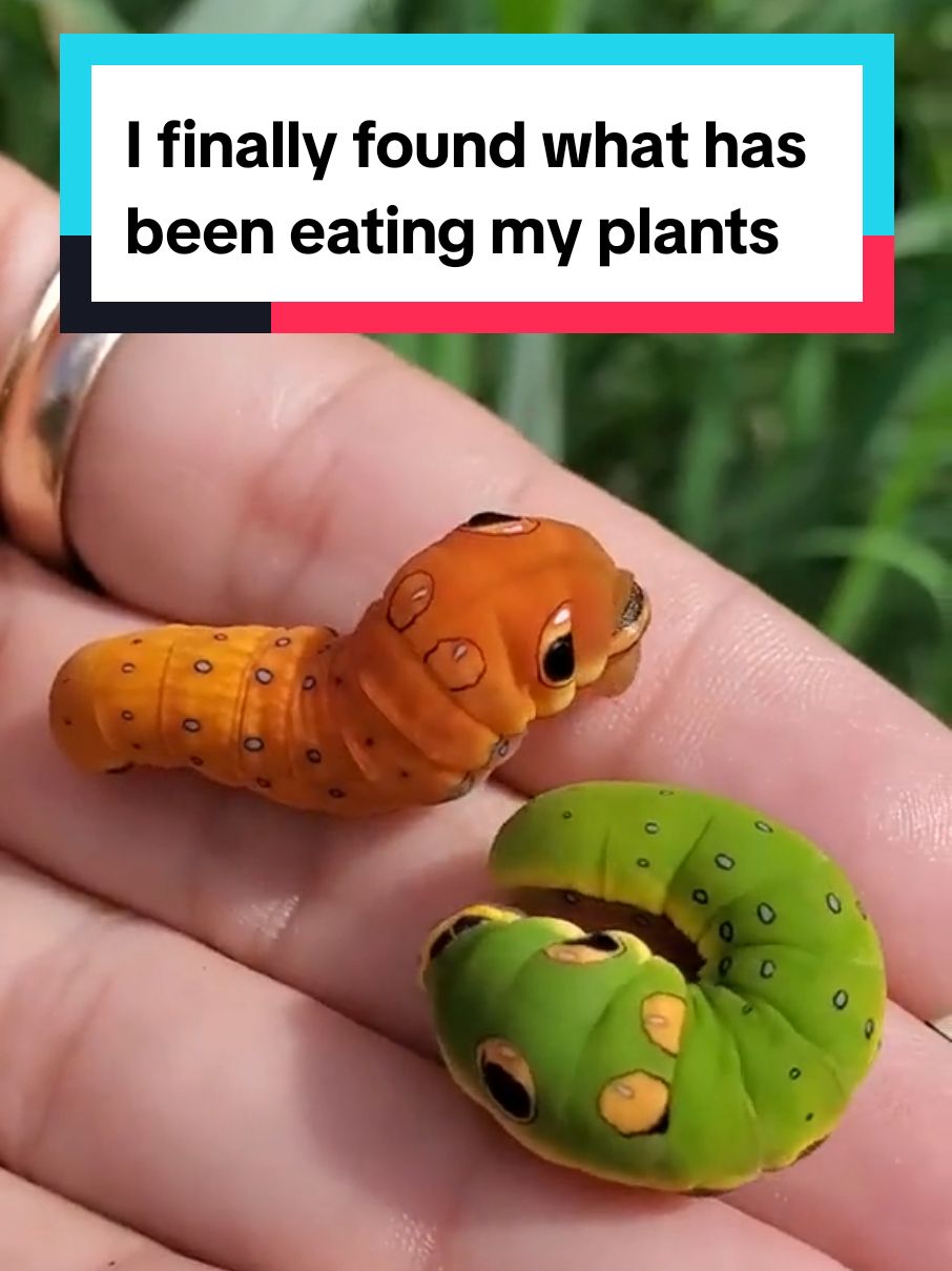 I finally found what has been eating my plants 😭 #plants 