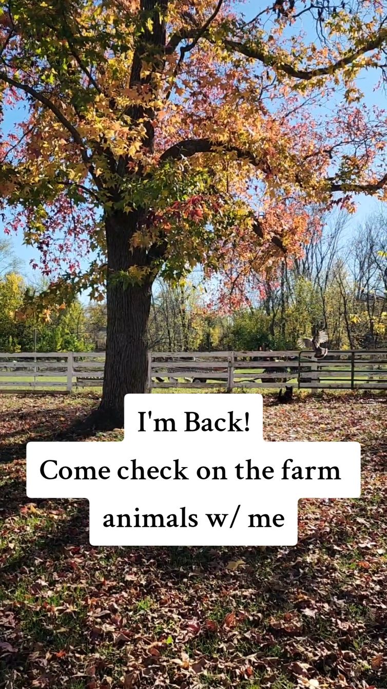 I'm back & it's a beautiful fall day to check on the farm animals! #MommyFarmer #corgis #farmanimals 