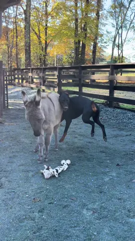 The hilarious chaos that unfolded today! 🌞 The doberman and donkey are outside playing keep away with zommies, and it's pure joy! 🐶🐴  The sun is shining, and the sound of hooves and paws fills the air as they tumble around in the outdoor paddock run. Just when you think it can't get any funnier, the bunny jumps out, at the end and surprises the donkey, making him leap in the air and tumble! 😂🐰  I’m so happy to be outside watching this adorable mayhem unfold before they head out to pasture and couldnt wait to share it with you! #doberman #dobermanpinscher #friends #dobermans_of_tiktok #bunny #rabbitsoftiktok #unconditionallove #fy #fyp #cowboy #furryfriends #donkeysoftiktok #doglover #cowgirl #ranchlife #farmlife #cuteanimals #kidsoftiktok #animalsoftiktok #animallover #playtime #funanimals #funnyvideo #crazy #teddy #hoss #mango #morningroutine #pasturepuppy #boys #birdsofafeather 