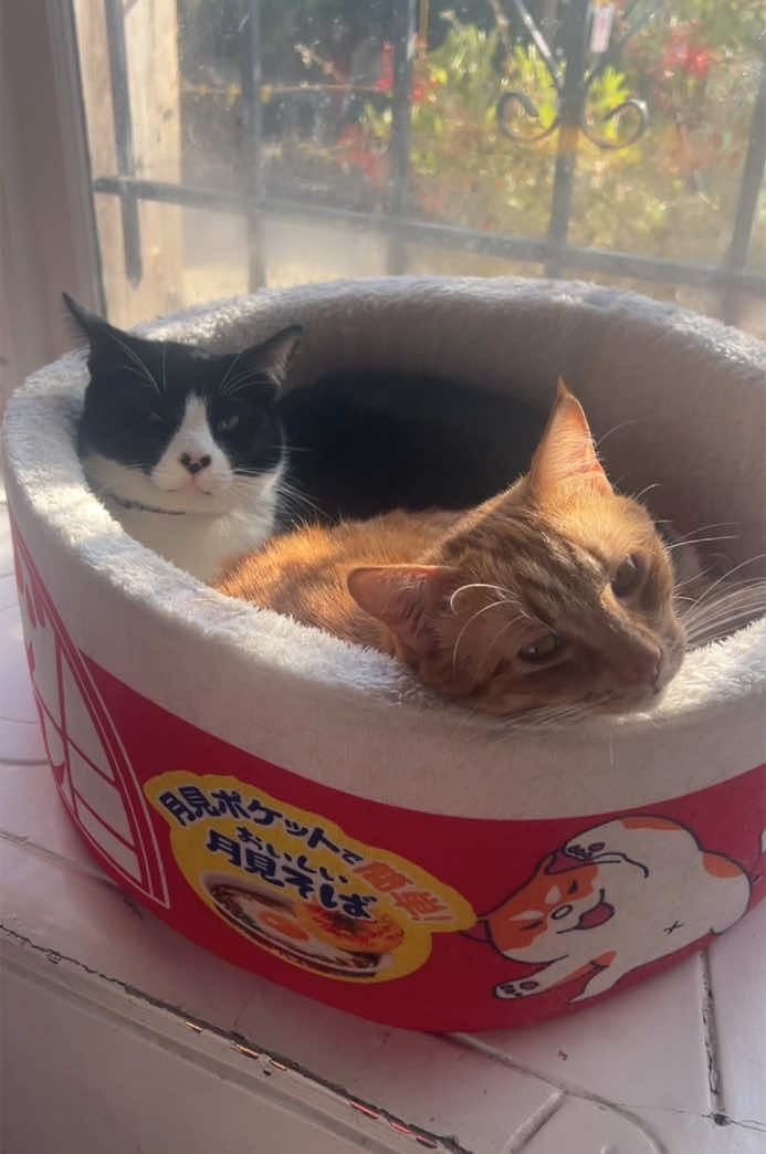 Look at these noodles 🍜 - - #noodles #catbed #ramen #soupbowl