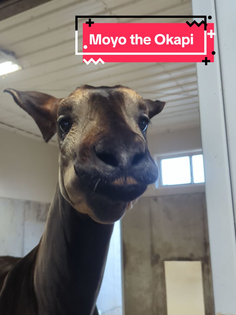 Meet Lexie's favorite animal at Tanganyika, Moyo the Okapi!!  Okapi are the only living relatives of the giraffe! 🦒 🤯 #tanganyikawildlifepark #okapi #zoo #cute #crazyanimals #animalsoftiktok 