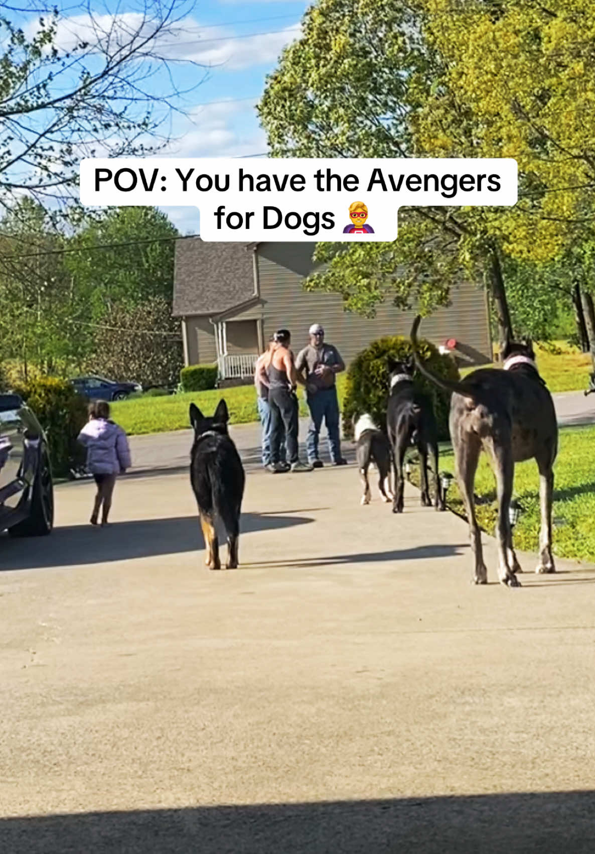 Dogs trained to protect my kids. Follow my kids and love my kids. I love dogs 💪 also tail wags don’t mean friendly when they’re stiff like that 😤#dogsoftiktok#gsd#xlbully#greatdane#n8tivedogfather#fyp#foryoupage#xyzbca#viralvideo#dog#videos 