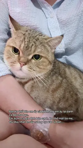 Nghĩ kỹ cũng thương #cat #meo 