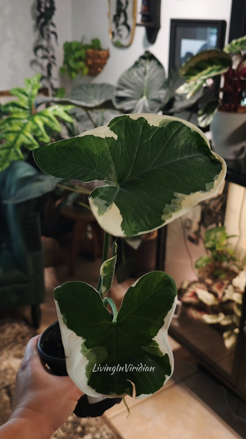 I'm really excited for my new bat plant since the one I have is playing games with my heart. :(  Plants: -Alocasia Mickey Mouse -Pellionia, i think  -  🤷🏻‍♀️ - Bat plant - Tacca Chantrieri Black bat #plants #plant #plantsoftiktok #plantlove #planttiktok  #plantsmakepeoplehappy #houseplants #indoorplants #plantaddict #plantlover  #plantparent #plantcollection  #indoorplants #PlantTok #gothicplants #fyp #foryou #boktowergardens #taccachantrieri #batplant #alocasia 