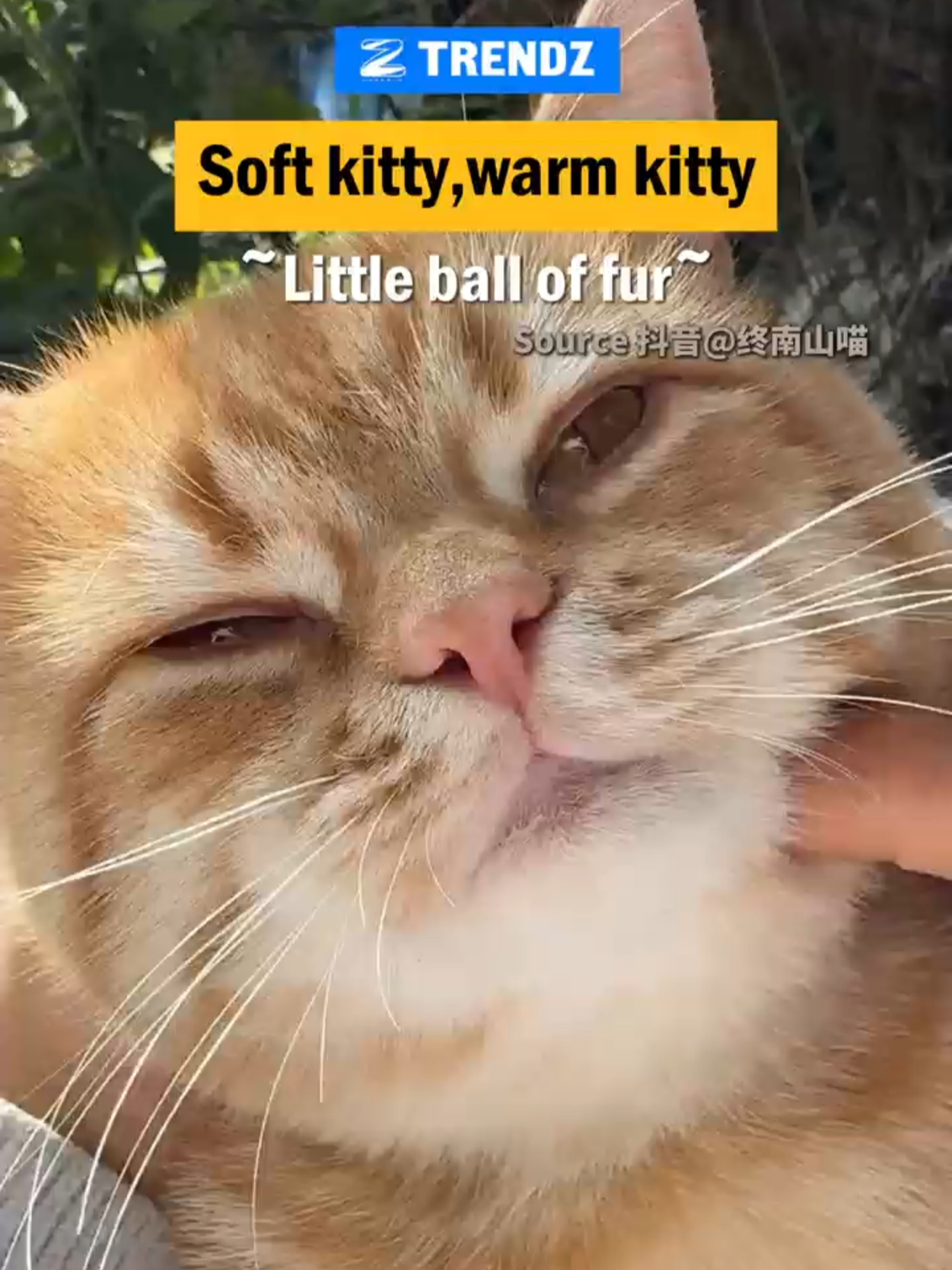 Soft kitty, warm kitty, little ball of fur...#cat #kitty #soft