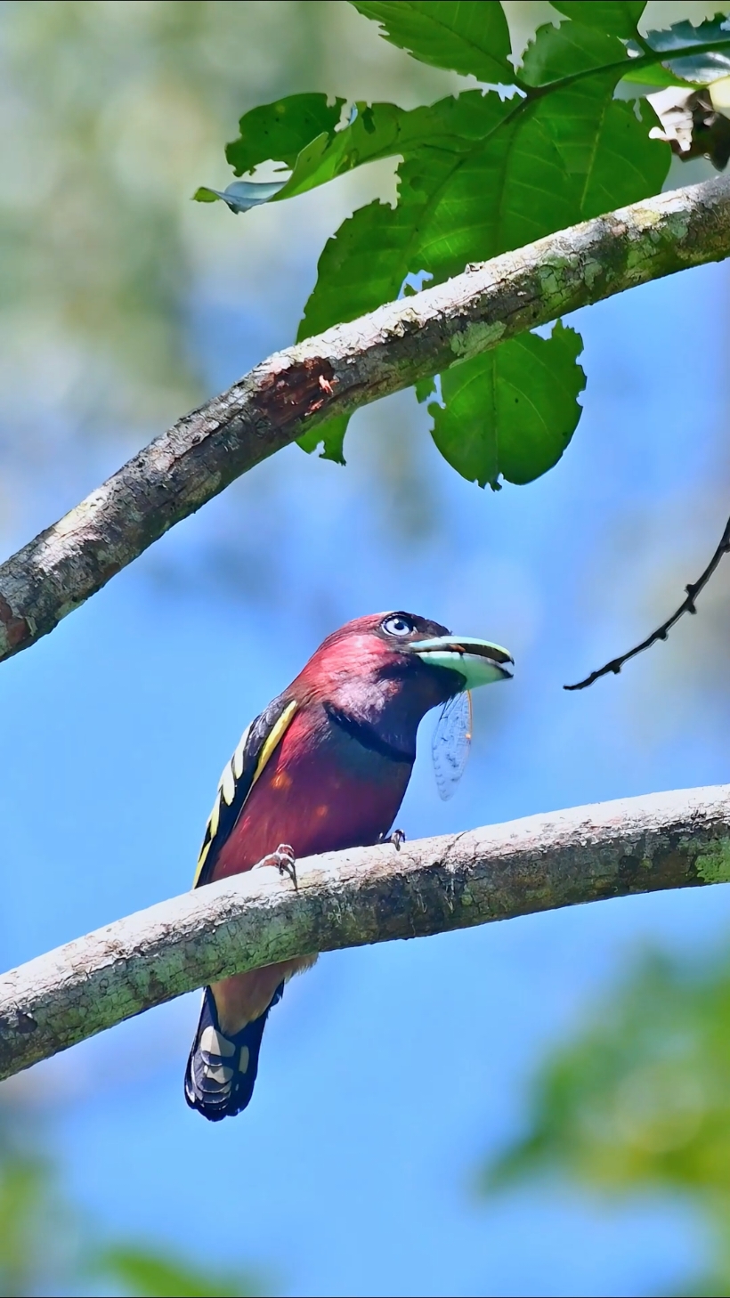 This little cutie, with a big mouth holding an insect, dressed in red and even wearing a black necklace.Wildlife birds.Banded-broadbill (Eurylaimus javanicus).#broadbill #bandedbroadbill #birds 