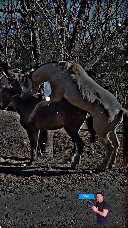 #Horsemating804 #Murahorsemesting804  #horsecrossmatingdonkey #horsemeeting985 #donkeyhorsemating #supermurahorsematingfirsttimedonkeyunfreezebreedingviralmytiktokaccoun #donkeyhorsefullhotmeeting  | 4K status full screen #foryou #viral #horse #donkey  #foryoupage #viral_video  #statusfullscreen #trending