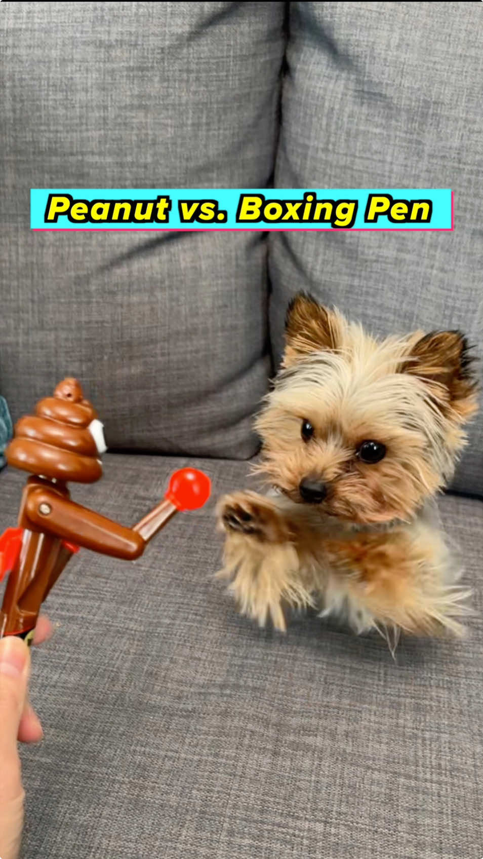 Move over Netflix, it’s Peanut vs Boxing Pen 🥊 #miketyson #jakepaul #mainevent 