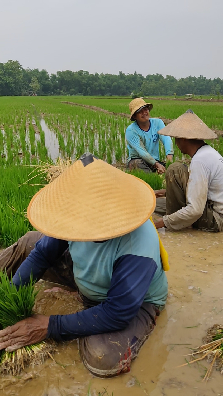 menyala petani Indonesia, proses ndaut #petaniindonesia🇮🇩🇮🇩🇮🇩🌿🌿 #petani #sawah #benihpadi 