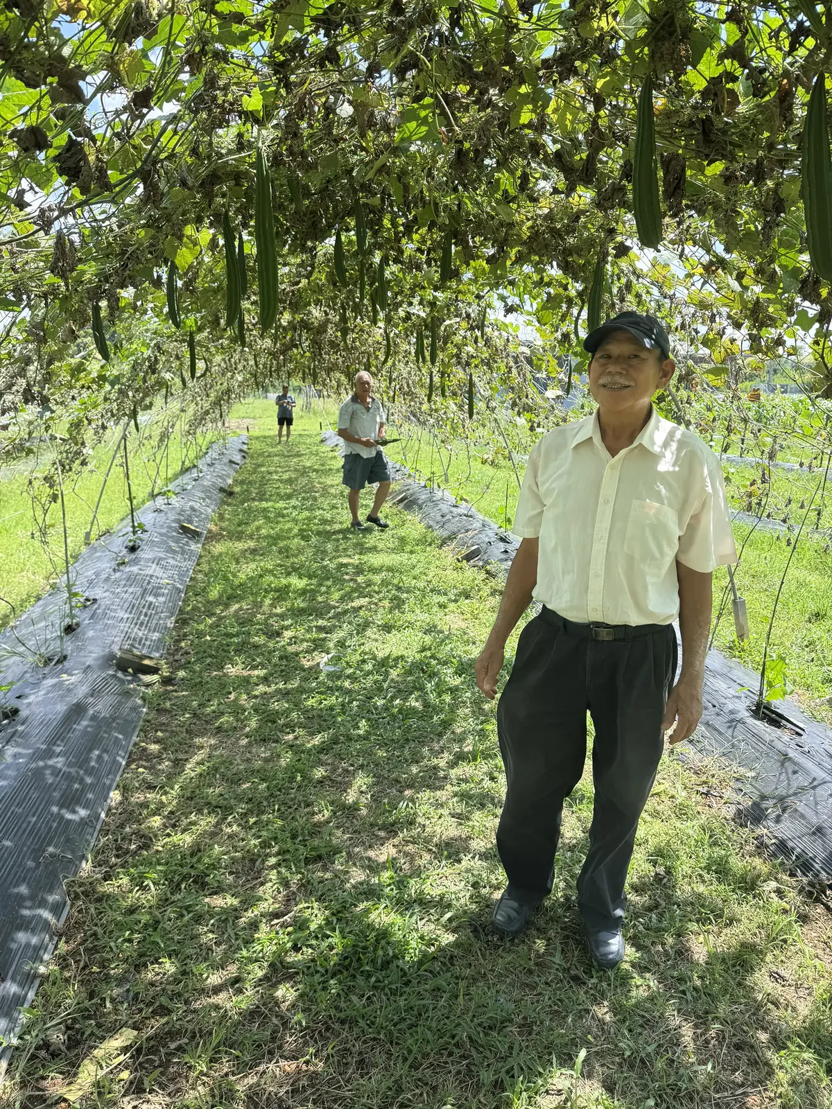 #organic #fertilizer #lokka #farmlife  #bajaorganic #durian