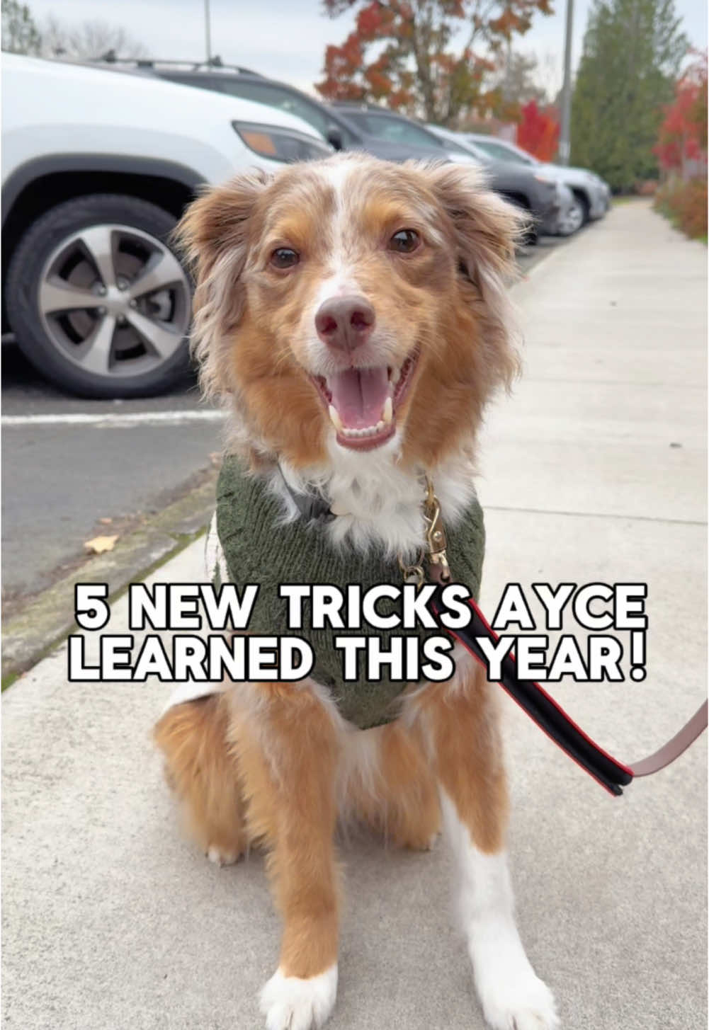 The smartest little goober around 🥺🐶 #smartdog #DogTraining #dogmom #australianshepherd #dogtricks