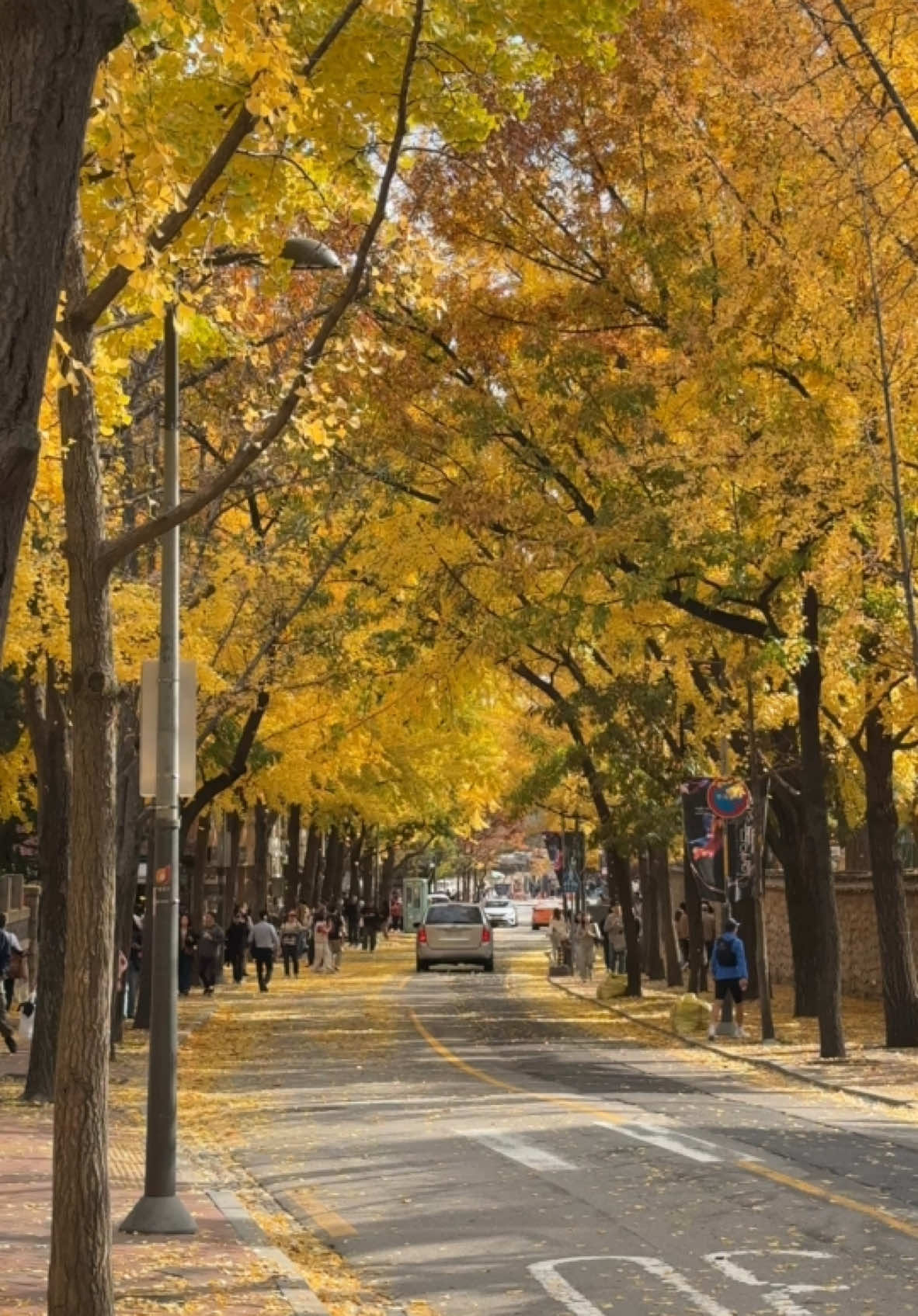 Ginko tree ( 은행나무 )🍁🍂                                                      📍 서울 중구 정동 30-1.                                                                     #ginkotree #cityhall#seoultravel #seoul #autumnvibes #autumn #fallfoliage #가을 #seuolmysoul #gingko #southkorea #fyi #은행나무 