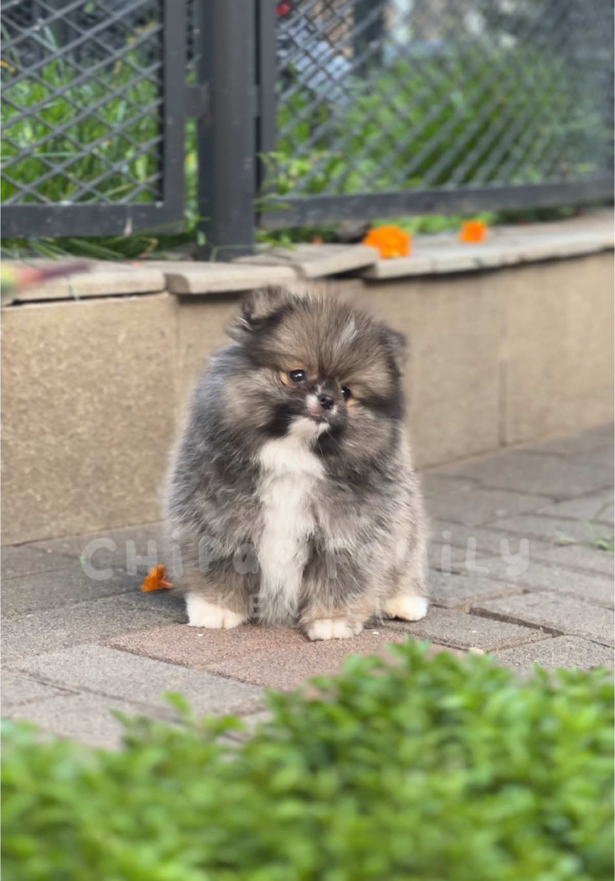 Bawannya pengen nyulik gak sih 😭 -Btw Mr.Wayne looking for new home gaes 🫶🏻 #pomeranian #pomeranianpuppy #minipom #chipasfamily 