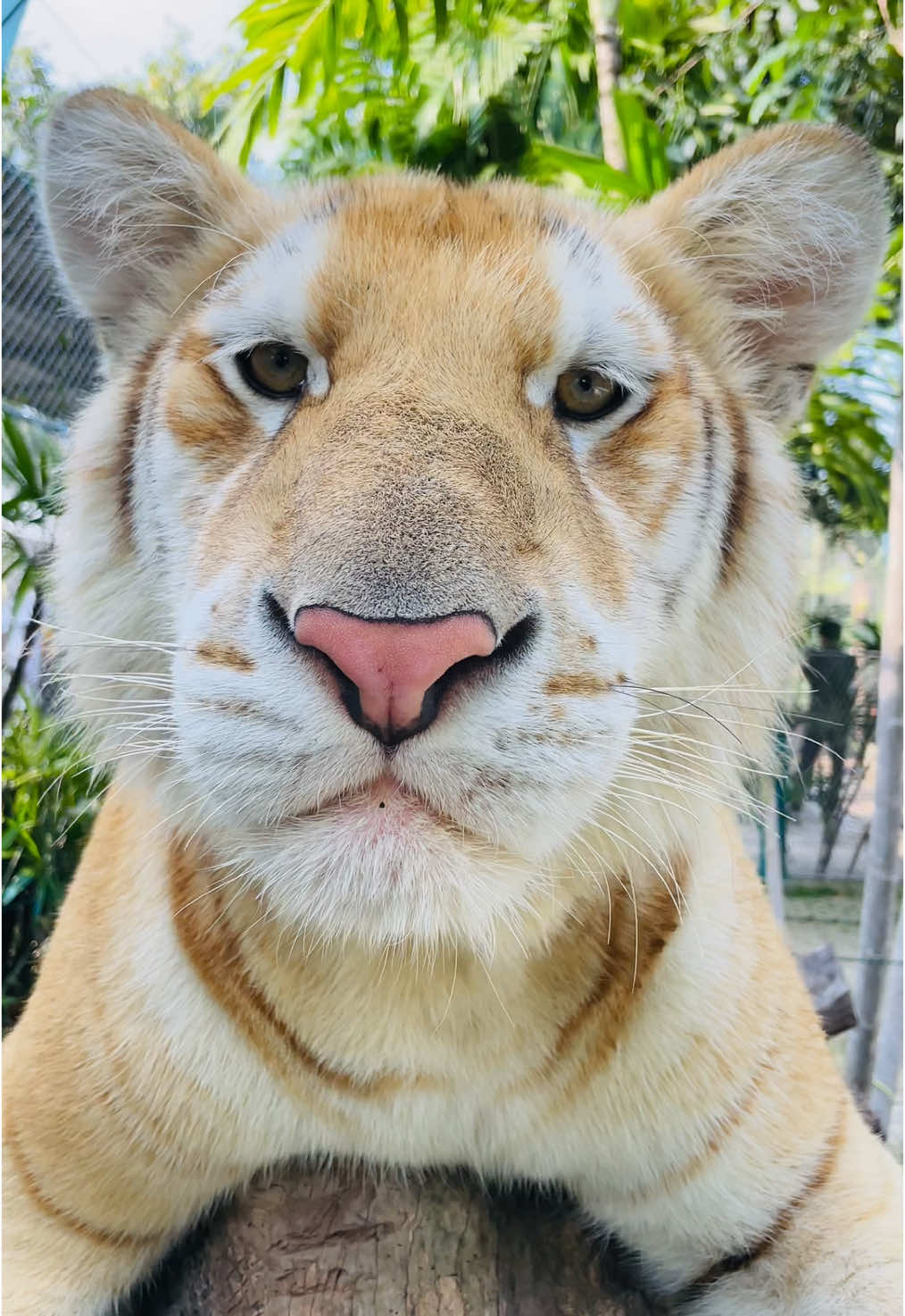 You’re so adorable. 🥰 #Sud_Khet #น้องสุดเขต #tiger #cute #cutetiger #goldentabby #goldentiger #flypシ #เสือ #น่ารัก #แมวส้ม #zoo #babytiger 