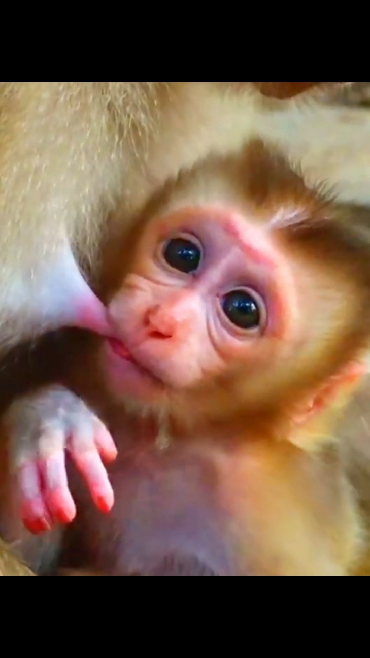 How beautiful baby monkey Luno  #monkeycute #babymonkey #funnyvideo #puppy #animalsbaby #poormonkey 